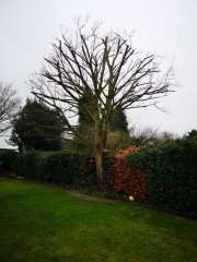 Sycamore reduction
